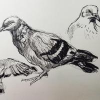 Pigeoans